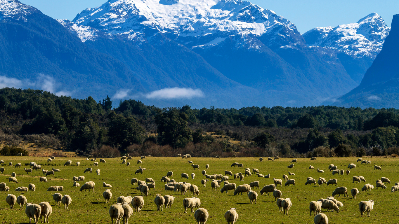 Sheep grazing in a New Zealand meadow beneath snow-capped mountains